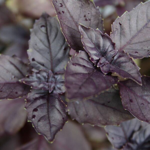 BIO Basilicum Dark Opal - Ocimum basilicum Zaden