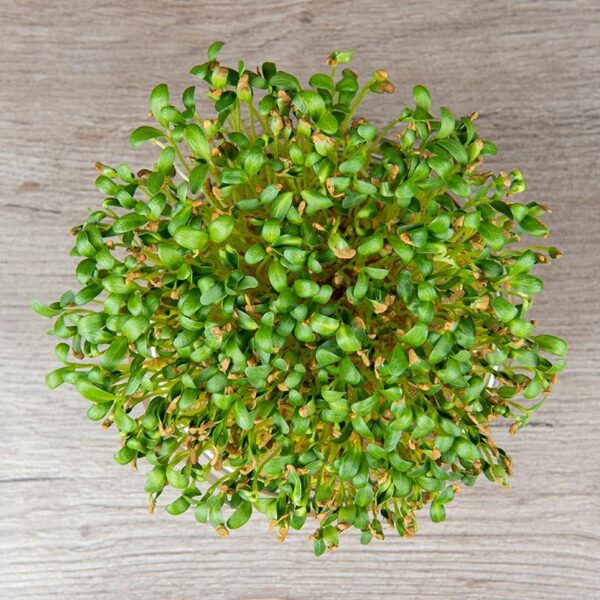 BIO Fenegriek (kiemgroente) - Trigonella foenum-graecum Zaden - Afbeelding 2