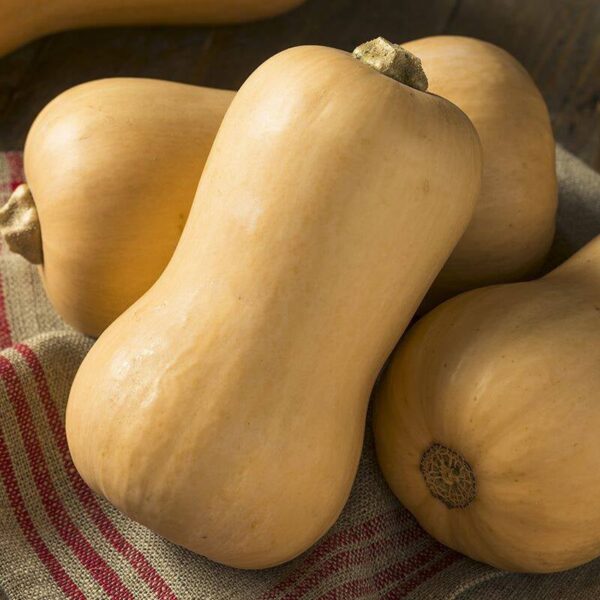 BIO Flespompoen 'Butternut' – Cucurbita moschata Zaden
