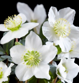 Kerstroos wit - Helleborus niger 'Christmas Carol'