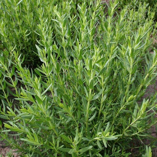 BIO Hyssop – Hyssopus officinalis Zaden