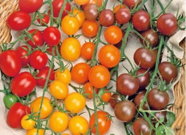 Kerstomaten Mixture - Solanum lycopersicum H. Zaden