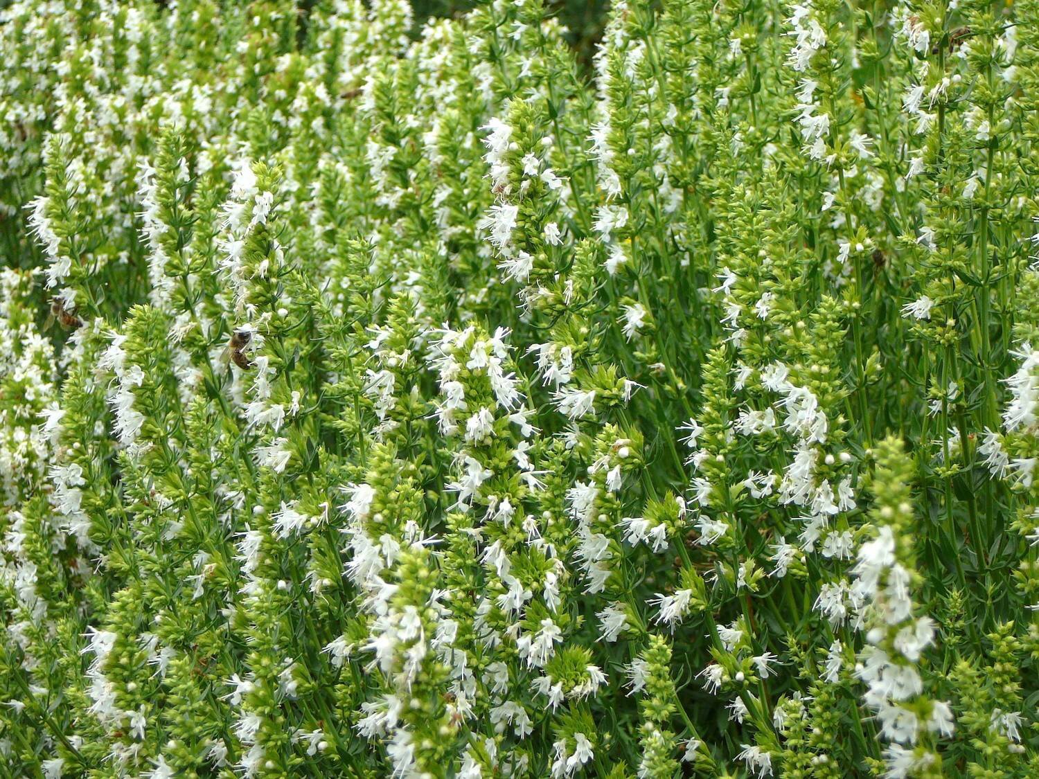 Hyssop wit - Hyssopus officinalis 'Albus'