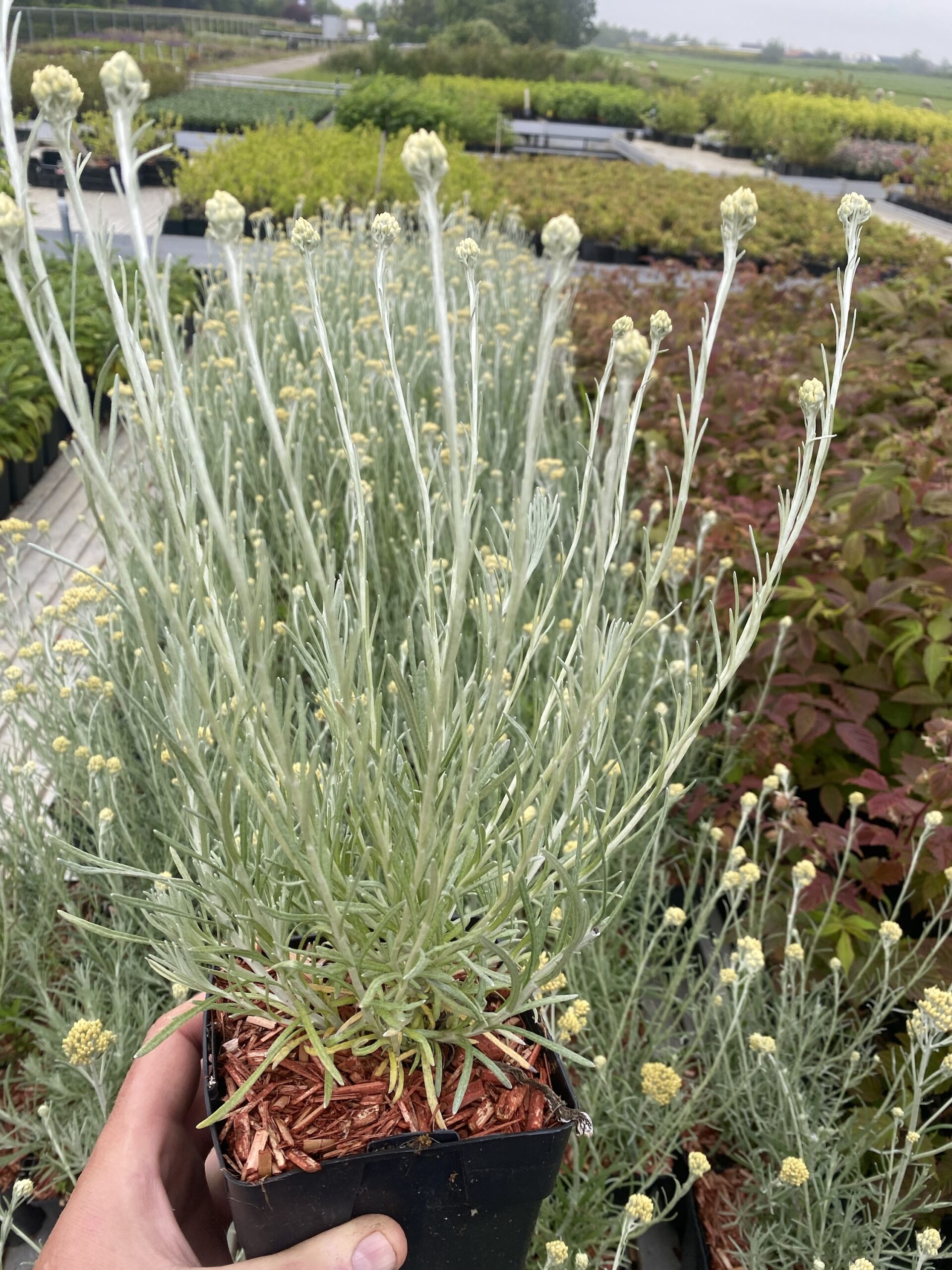 Kerriekruid - Helichrysum italicum (kerrieplant) - Afbeelding 3
