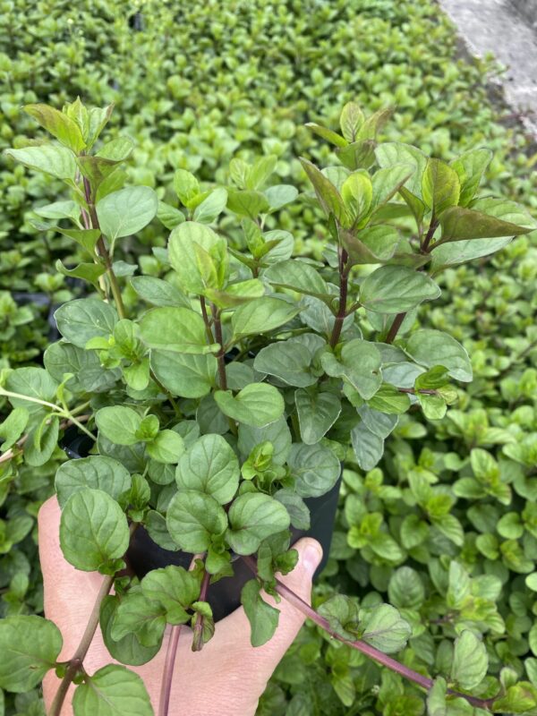 Sinaasappel munt - Mentha piperata 'Orange' - Afbeelding 2