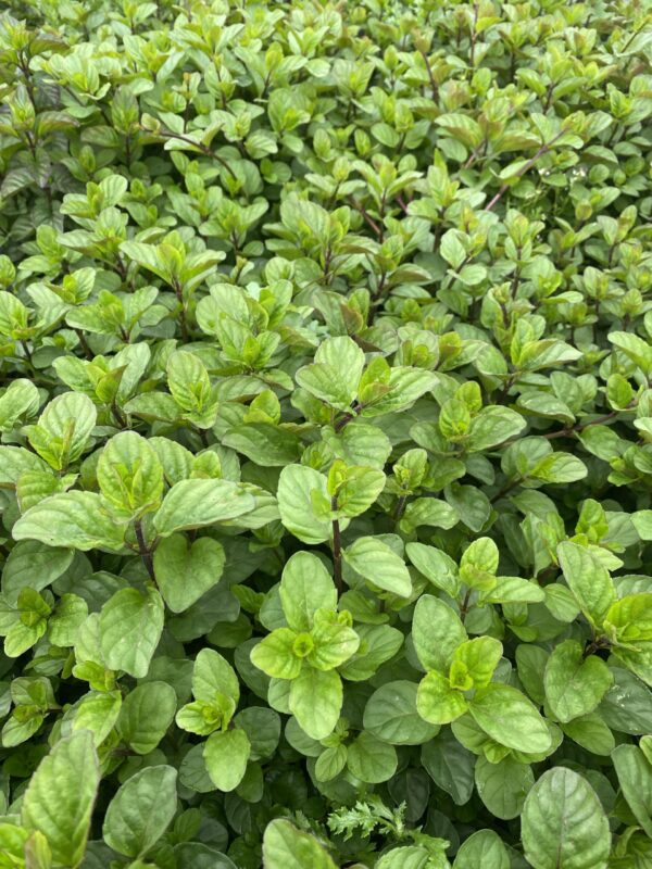 Sinaasappel munt - Mentha piperata 'Orange'