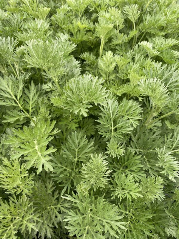 Absint alsem - Artemisia absinthium