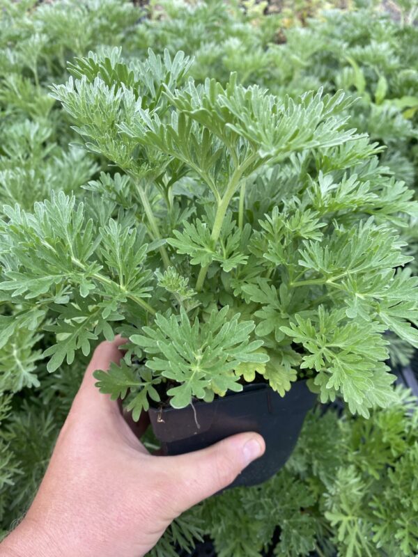 Absint alsem - Artemisia absinthium - Afbeelding 2