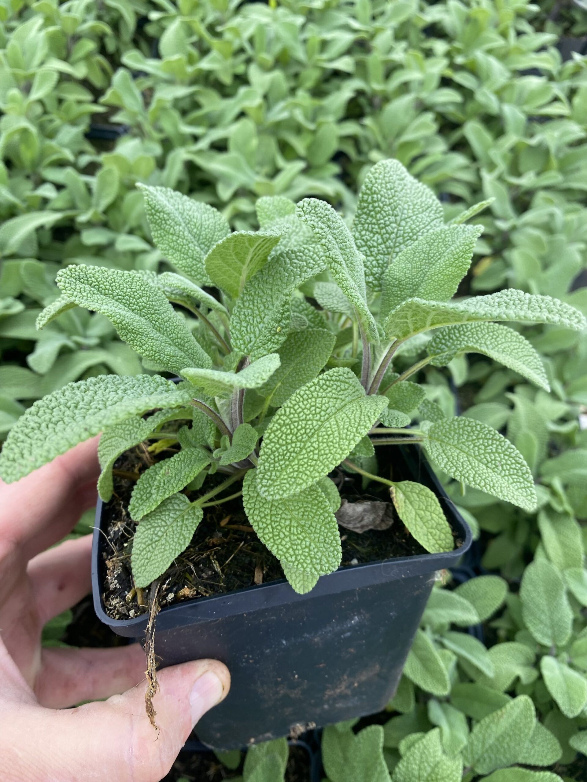 Salie - Afbeelding 2