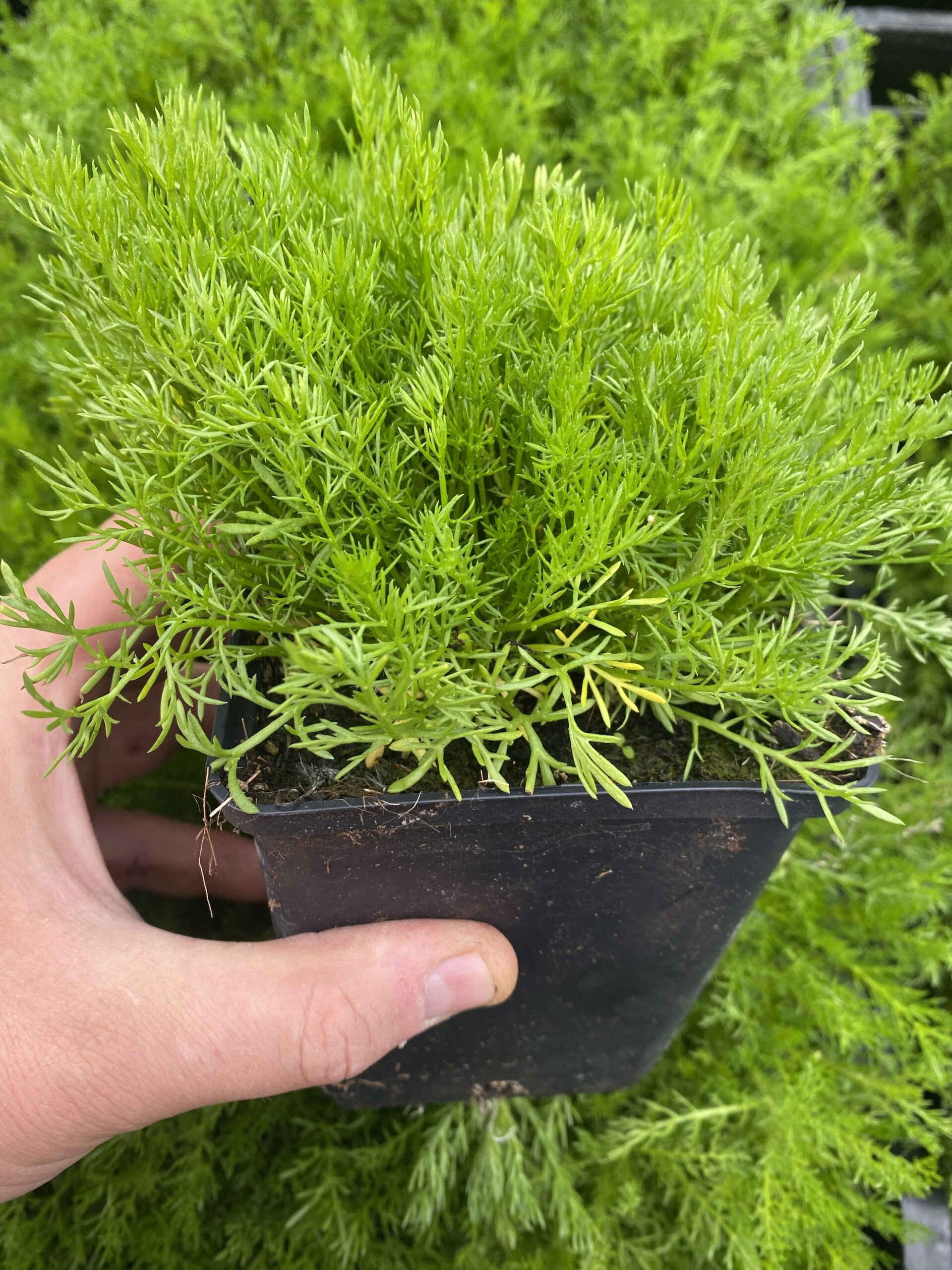 Roomse kamille - Chamaemelum nobile - Afbeelding 2