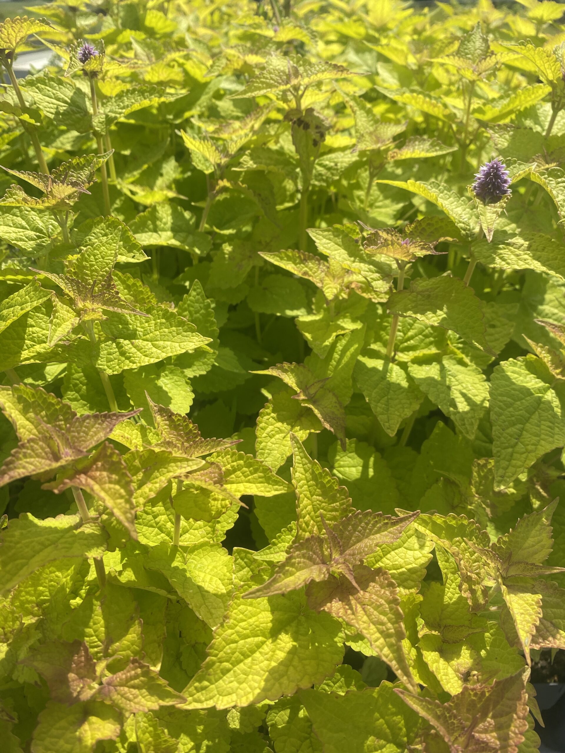 thumbnail image 2 of VibeX VXI-2 - Korean Mint Agastache Rugosa - (450 Seeds) Seed Price In 2 of 9