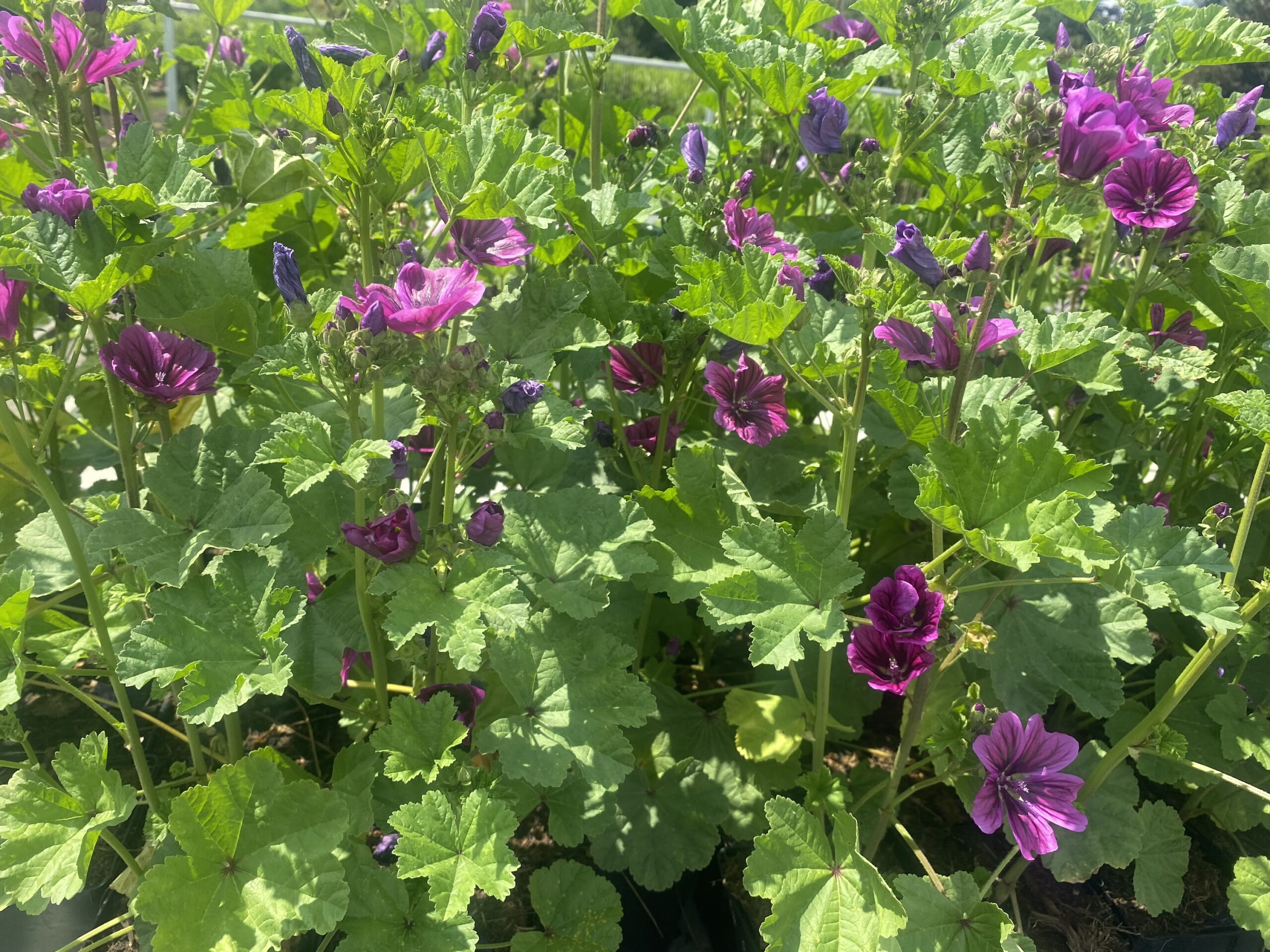 Groot kaasjeskruid - Malva sylvestris