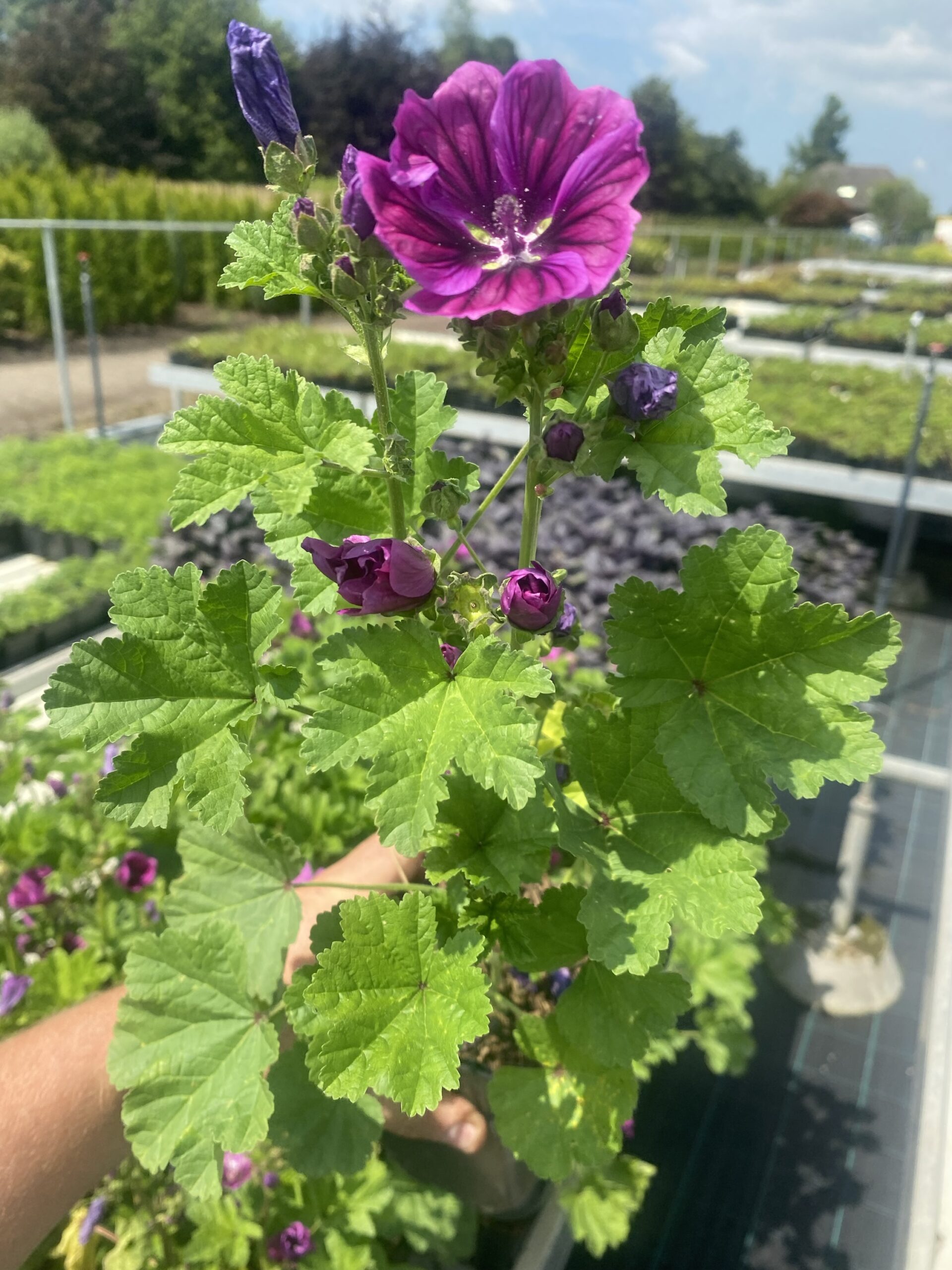 Groot kaasjeskruid - Malva sylvestris - Afbeelding 2