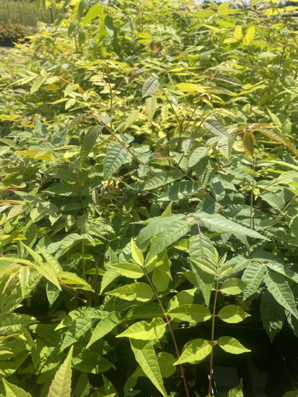 Chinese maggiboom - Toona Sinensis