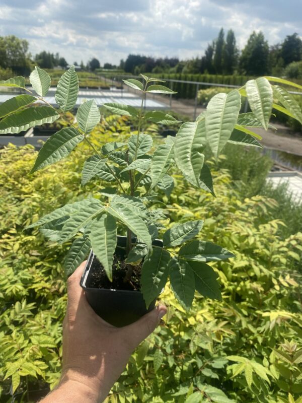 Chinese maggiboom - Toona Sinensis - Afbeelding 2