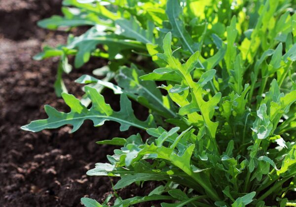 BIO Rucola Selvatica - Diplotaxis tenuifolia Zaden