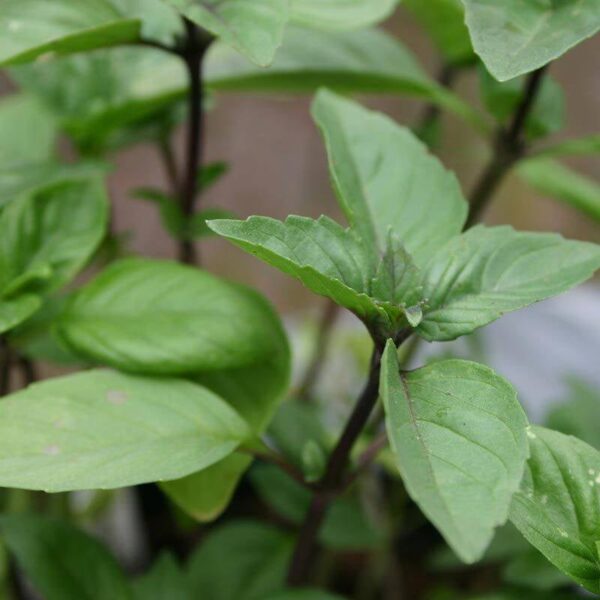 BIO Kaneelbasilicum Cinnamon - Ocimum basilicum