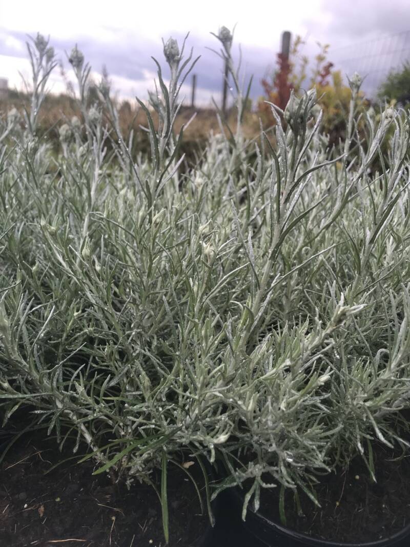 Kerriekruid - Helichrysum italicum (kerrieplant) - Afbeelding 2