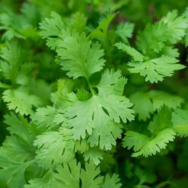 BIO Koriander – Coriandrum sativum Zaden