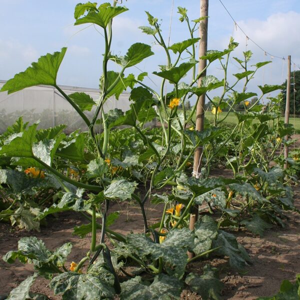 BIO Klimcourgette 'Ola Escaladora' - Cucurbita pepo Zaden