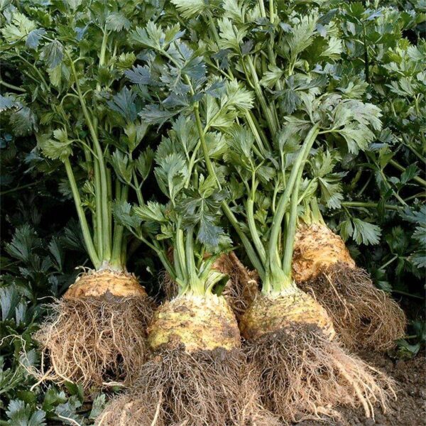 BIO Knolselderij 'Monarch' – Apium graveolens Zaden