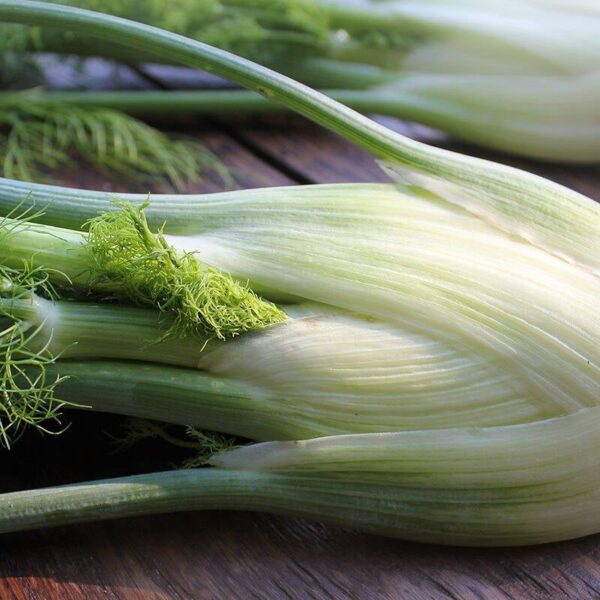 BIO Knolvenkel 'Fino' – Foeniculum vulgare Zaden