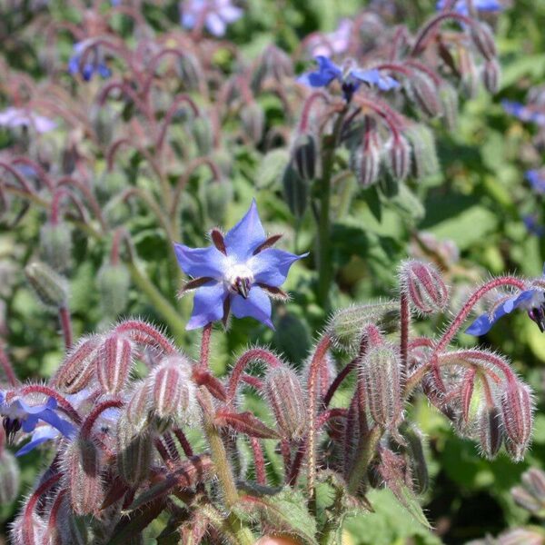 BIO Komkommerkruid – Borago officinalis Zaden