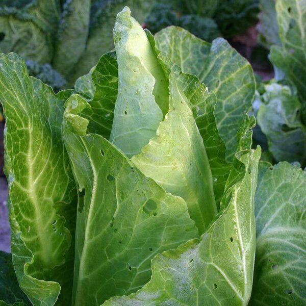 BIO Witte kool 'Filderkraut' – Brassica oleracea Zaden