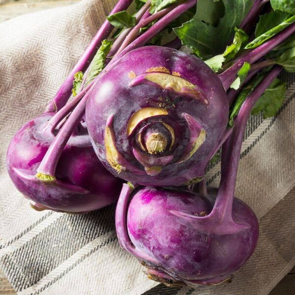 BIO Koolrabi 'Delikatess Blauwe' – Brassica oleracea Zaden