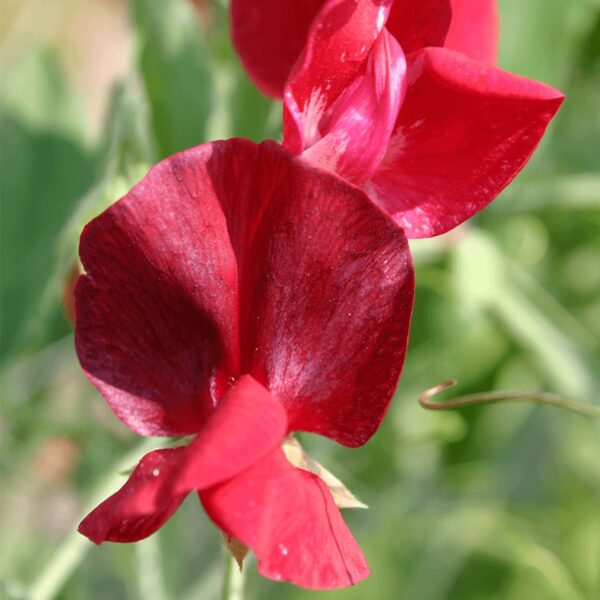 BIO Lathyrus - Lathyrus odoratus Zaden - Afbeelding 2