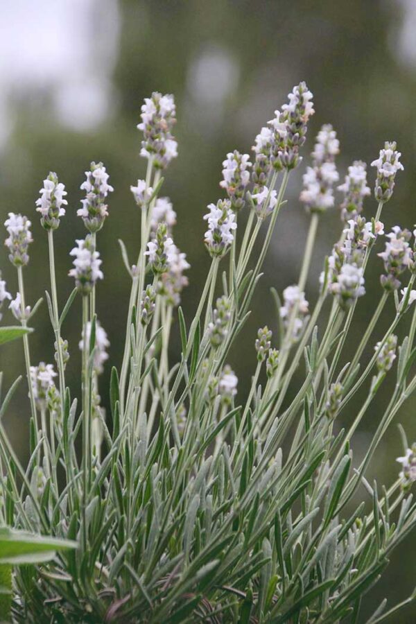 Witte lavendel - Lavandula angustifolia 'Alba'