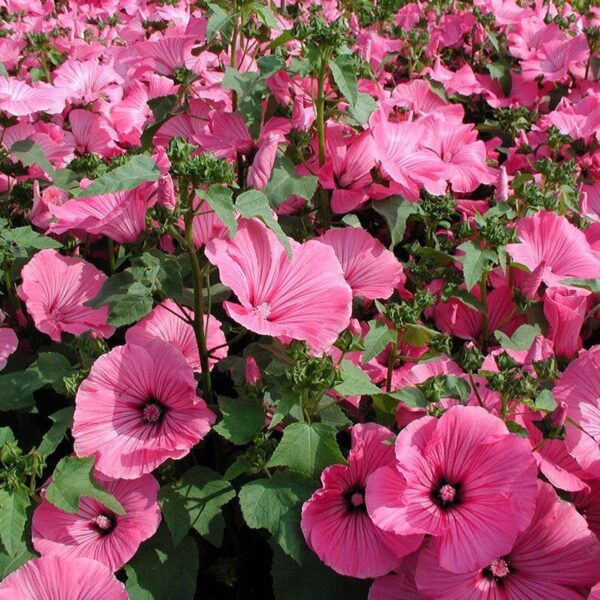 BIO Lavatera, grootbloemig - Lavatera trimestris Zaden