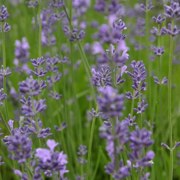 BIO Lavendel – Lavandula angustifolia Zaden