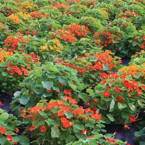 BIO Oost-Indische Kers - Tropaeolum majus Zaden