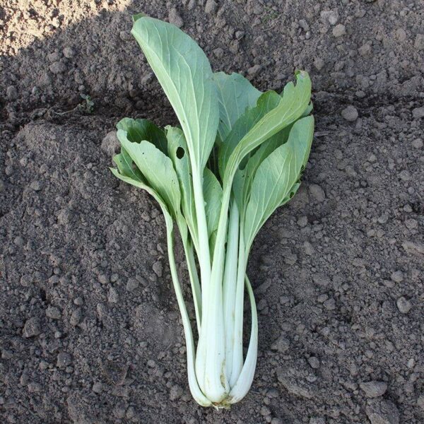 BIO Paksoi Taisai – Brassica rapa Zaden