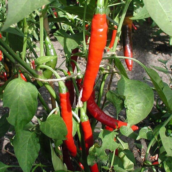 BIO Peper 'Westlandse Lange Rode' – Capsicum annuum Zaden