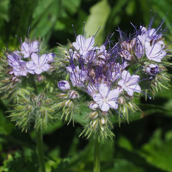 Biologische Phacelia - Phacelia tanacetifolia (Groenbemester) Zaden - Afbeelding 3