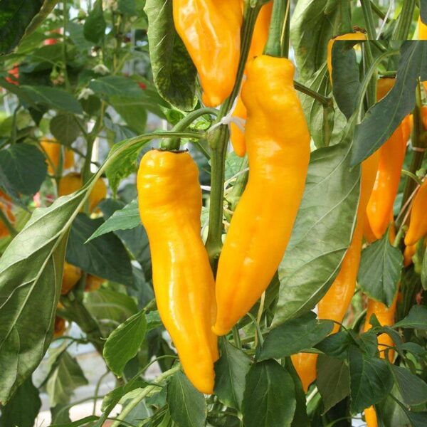 BIO Zoetpuntpaprika 'Zazu' – Capsicum annuum Zaden