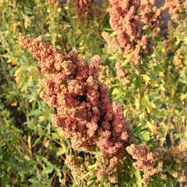 BIO Quinoa - Chenopodium quinoa Zaden