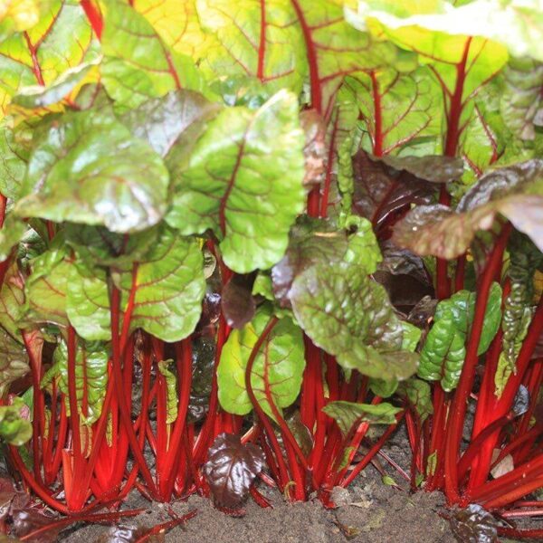 BIO Snijbiet 'Rhubarb Chard' - Beta vulgaris Zaden