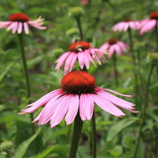 BIO Rode zonnehoed - Echinacea purpurea Zaden