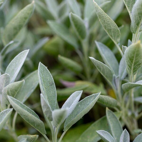 BIO Salie – Salvia officinalis Zaden