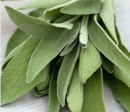 Salie - Salvia officinalis H. Zaden