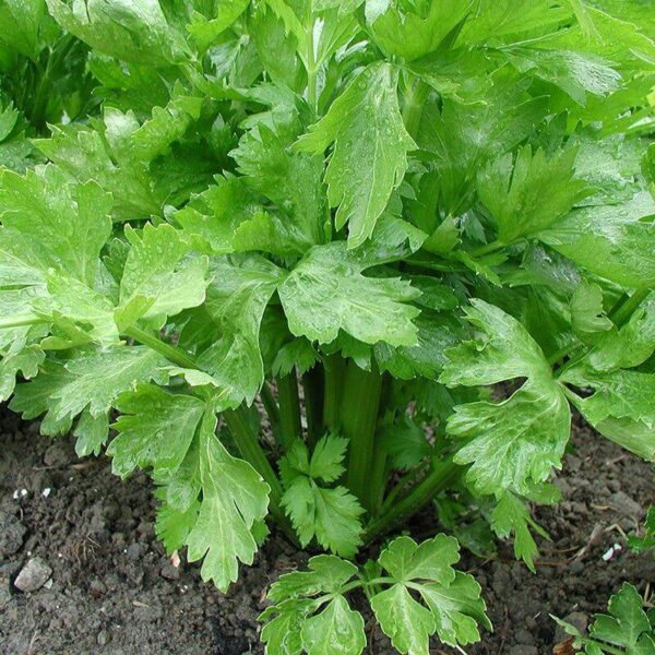 BIO Groenselderij Tall Utah 52/70 – Apium graveolens Zaden