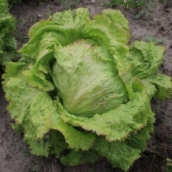 BIO IJsbergsla 'Grazer Krauthäuptel 2' – Lactuca sativa Zaden