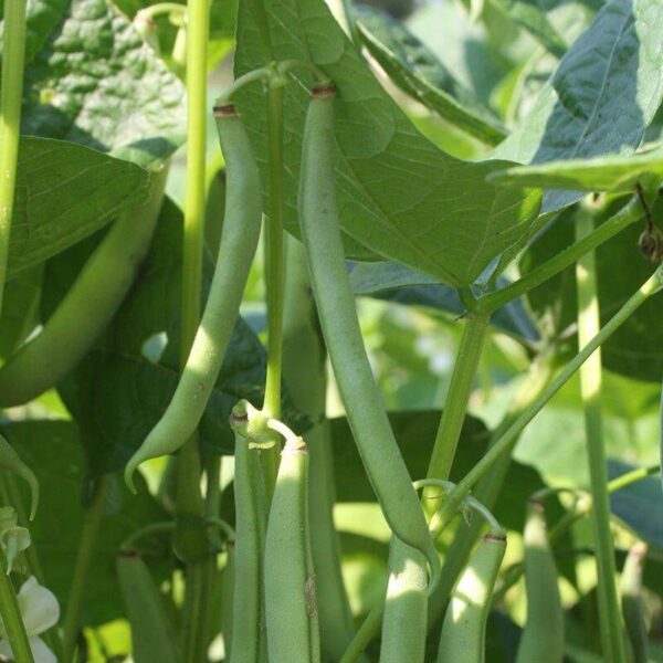 BIO Stamslaboon 'Dubbele witte zonder draad' – Phaseolus vulgaris Zaden