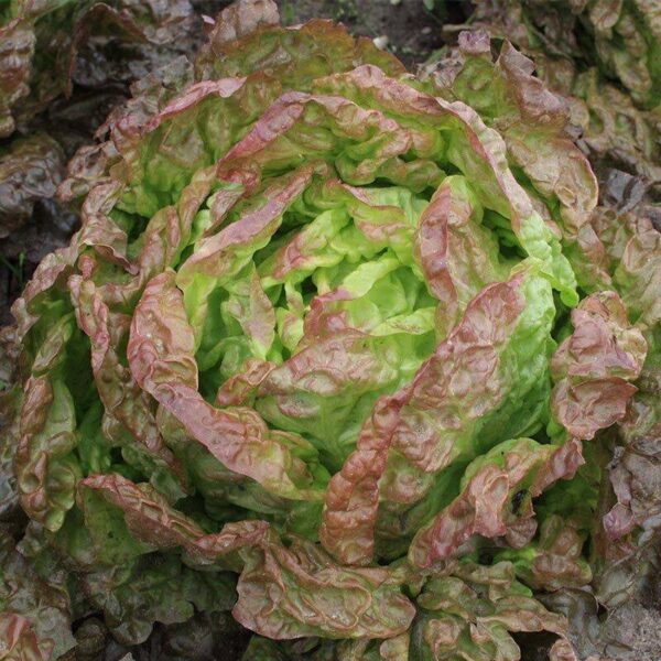 BIO Kropsla 'Wonder der Vier Jaargetijden' – Lactuca sativa Zaden