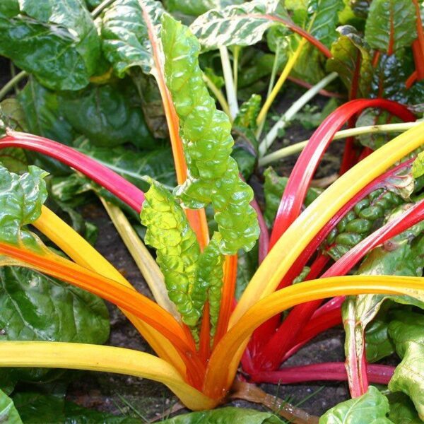 BIO Snijbiet Fireworks ('Five Colours') – Beta vulgaris Zaden
