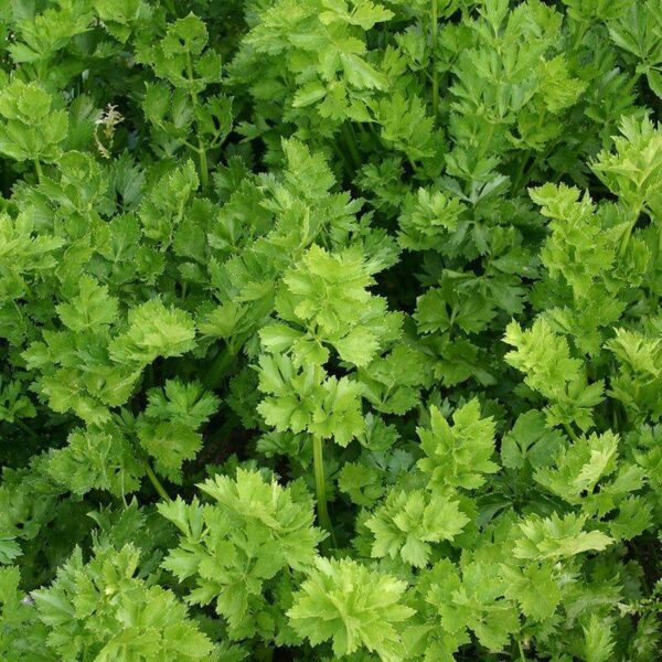BIO Snijselderij 'Gewone Snij' – Apium graveolens Zaden