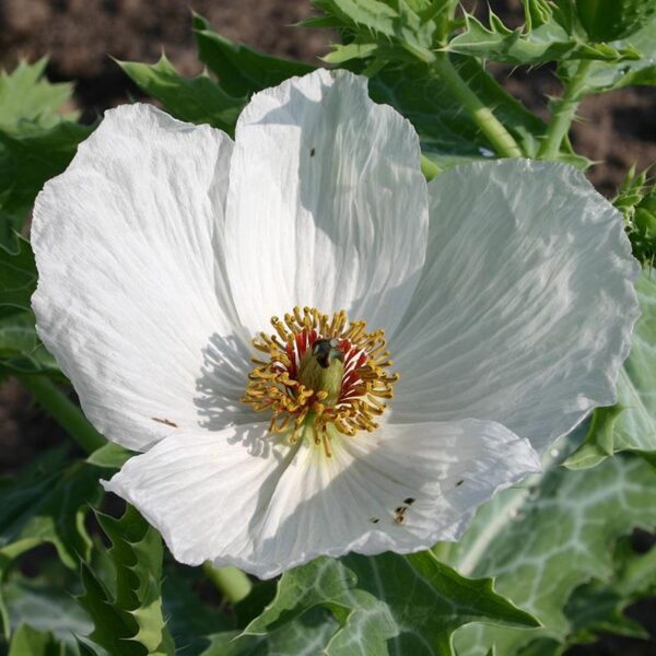 Bio Stekelpapaver - Argemone polyanthemos Zaden